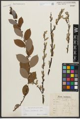 Foto von Salix starkeana Willd.